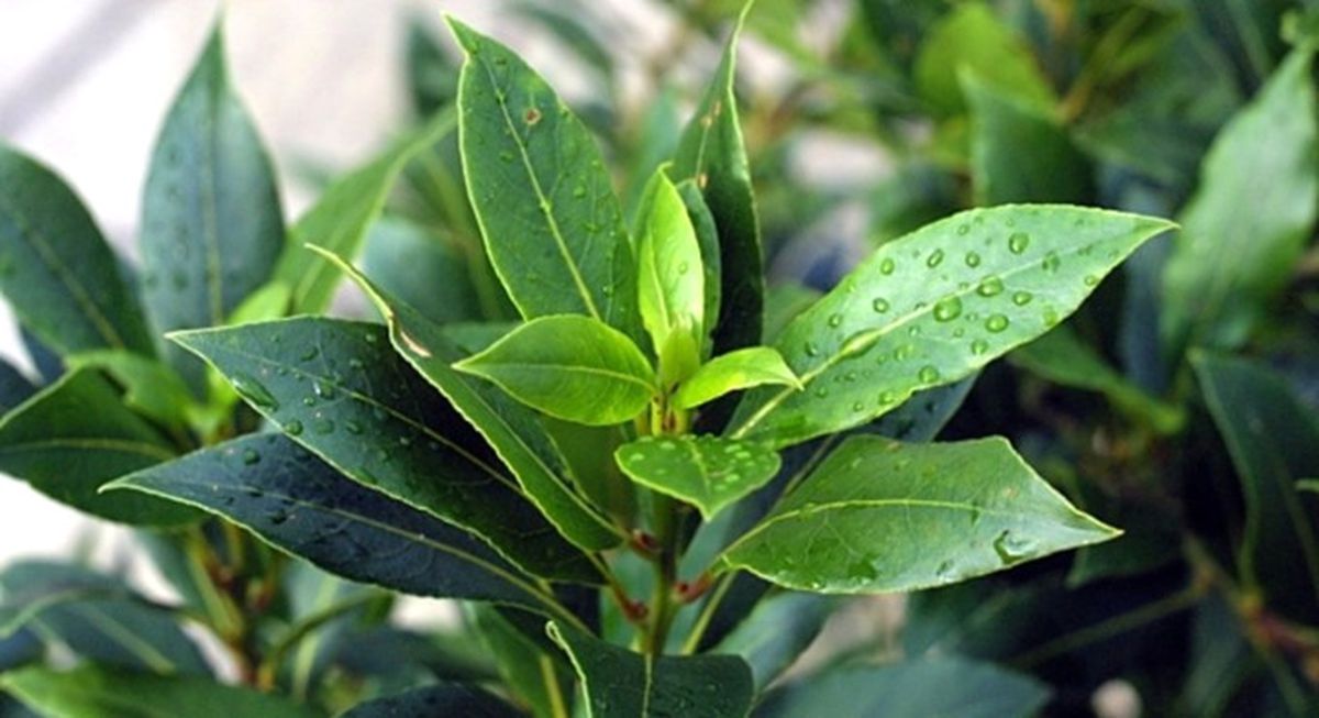 Türkiye\'de Tıbbi ve Aromatik Bitkiler Pazarı 2.5 Milyar Dolar