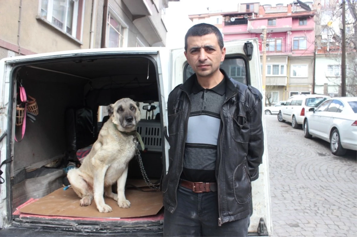Yaralı ve Hasta Köpek Tedavi İçin Eskişehir\'e Gönderildi