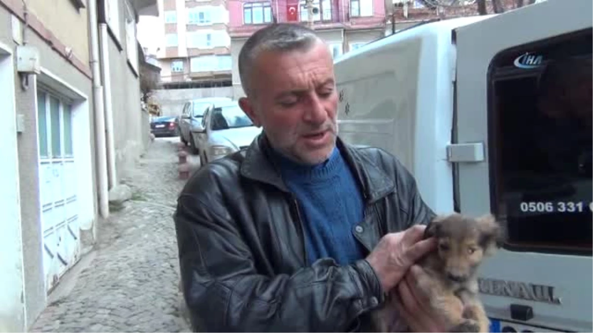 Yaralı ve Hasta Köpekler Tedavi İçin Eskişehir\'e Gönderildi