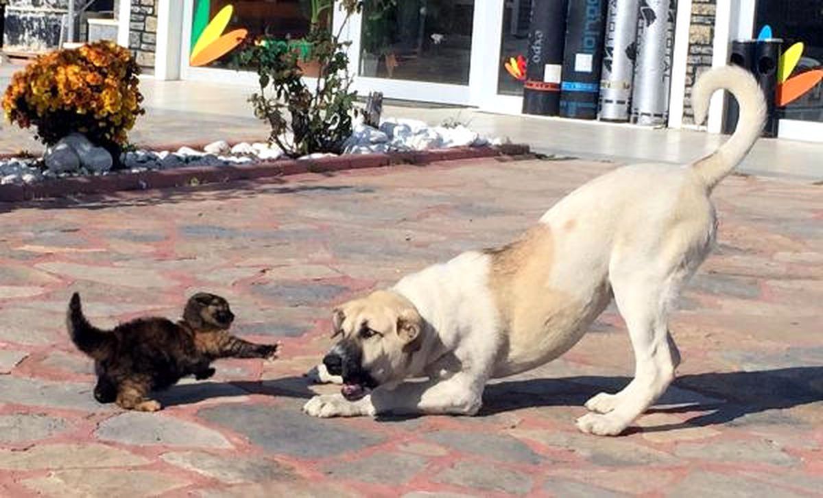 Yavru Kedi, Yiyeceği Vermemek İçin Köpeğe Böyle Karşı Koydu