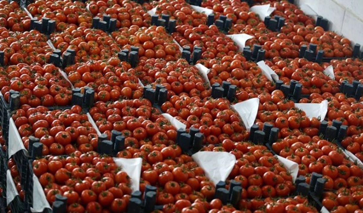 Domatese Karşı Buğday Yasağı