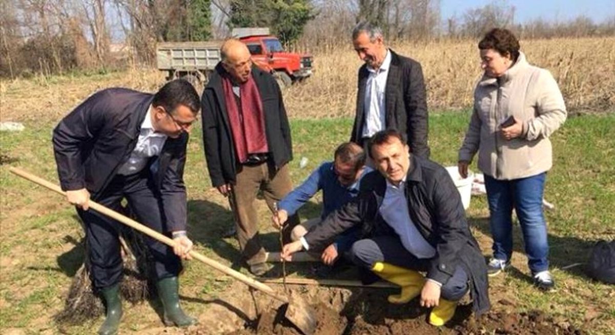 Fındık Üreticisi Cevizle Kazancını İkiye Katlayacak