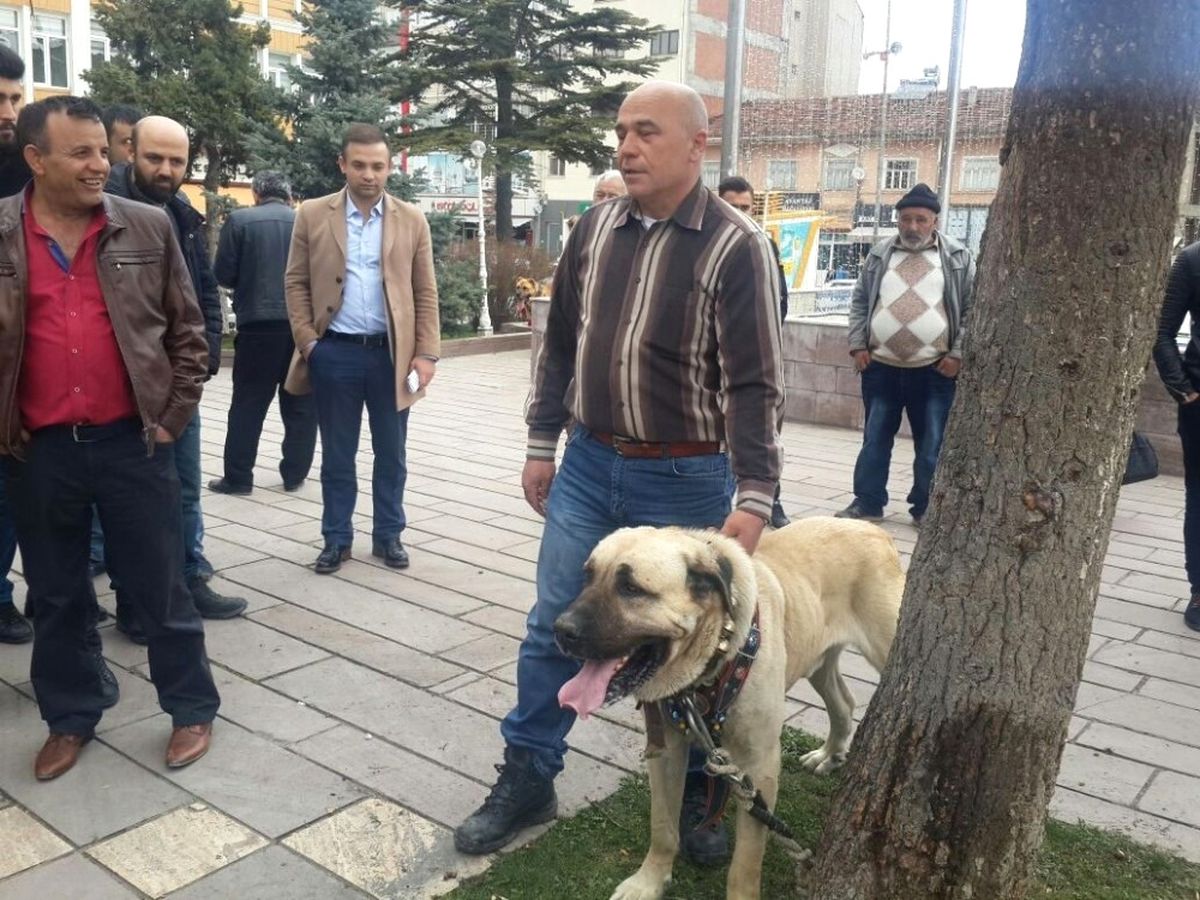 Hollanda\'yı Kangal Köpekleri ile Protesto Ettiler