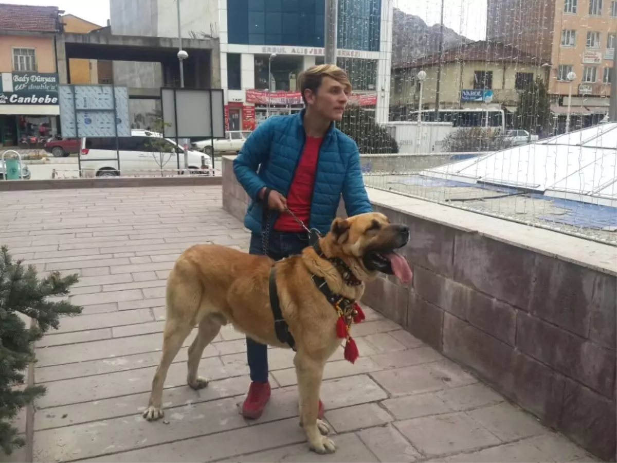 Hollanda\'yı Kangal Köpekleri Ile Protesto Ettiler