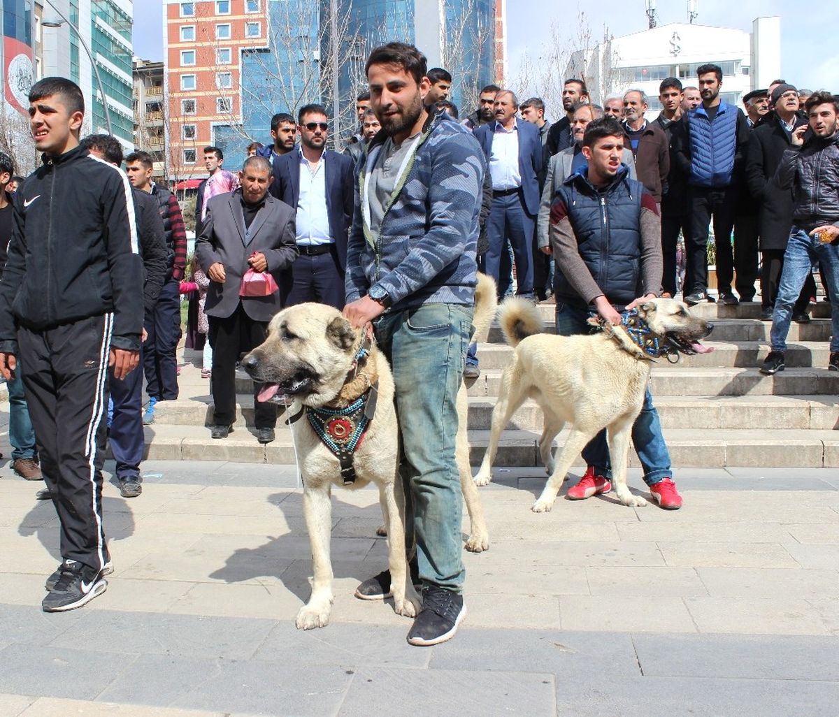 Hollanda\'yı Kangal Köpekleriyle Protesto Ettiler