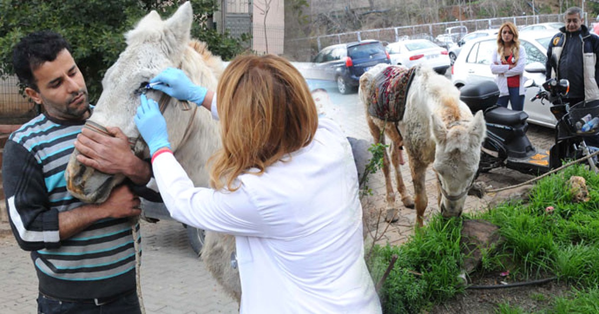 Kuyruğunu Kesip, Kırbaçla Kör Ettikleri Atı Sokağa Attılar