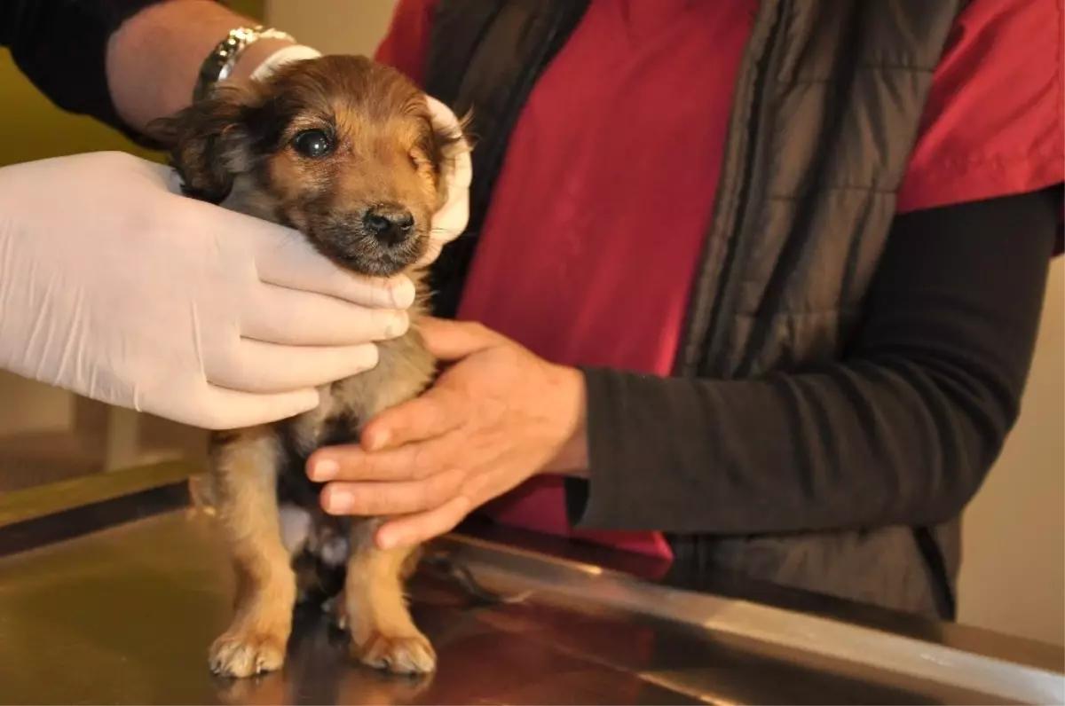 Silahla Yaralanmış ve Tek Gözü Görmeyen Köpeklerin Tedavileri Sürüyor