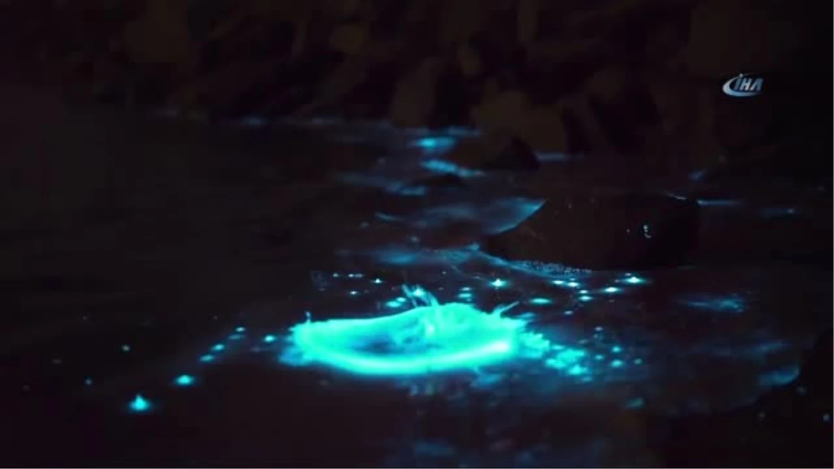 Tazmanya Adası\'nda Deniz Ateş Böceği Okyanusu Maviye Boyadı