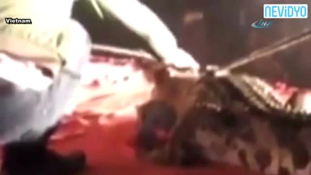 Timsah Göstericinin Kafasını Böyle Kaptı