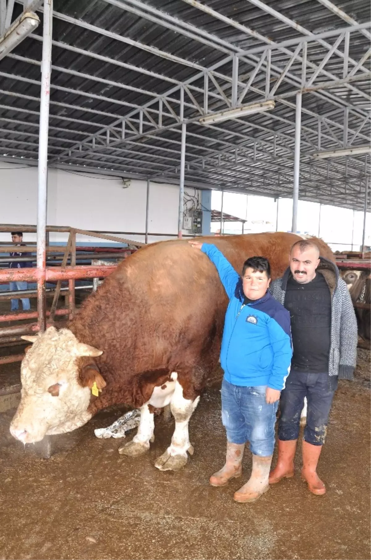 780 Kilo Karkas Eti Çıkan \'Ağa\' Sahibini Zengin Etti