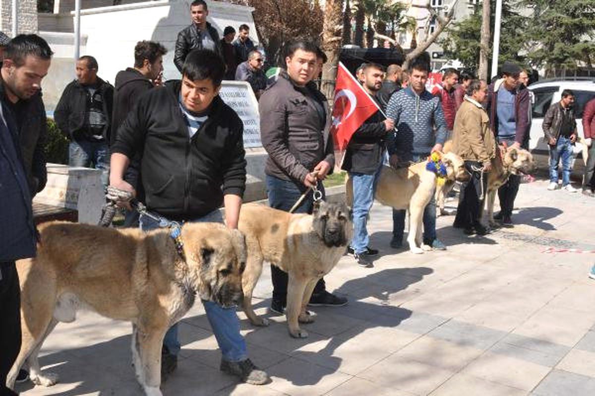 Kangal Köpekleriyle Hollanda ve Almanya\'ya Tepki