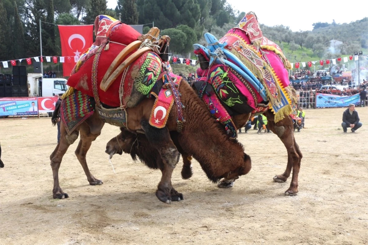 Germencik\'de Deve Güreşi Festivali Yapıldı