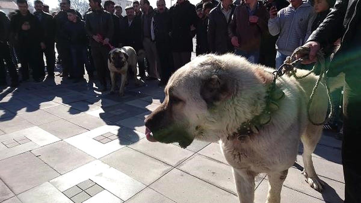 Hollanda\'ya Köpekli Protesto