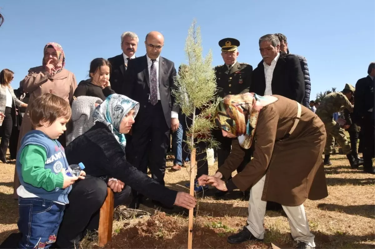 Şehitler Adına Dikilen Fidanlara, Ailelerin Gözyaşları Can Suyu Oldu