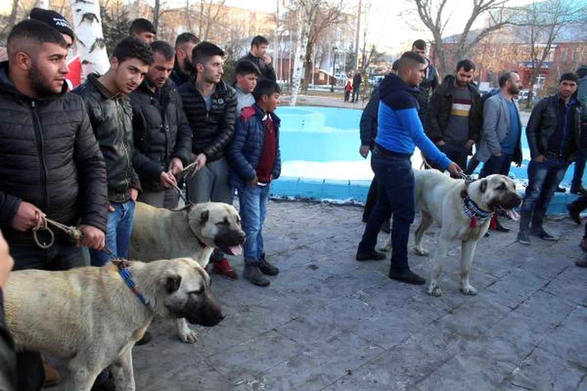 Ardahan\'da Hollanda\'ya Çoban Köpekli Protesto