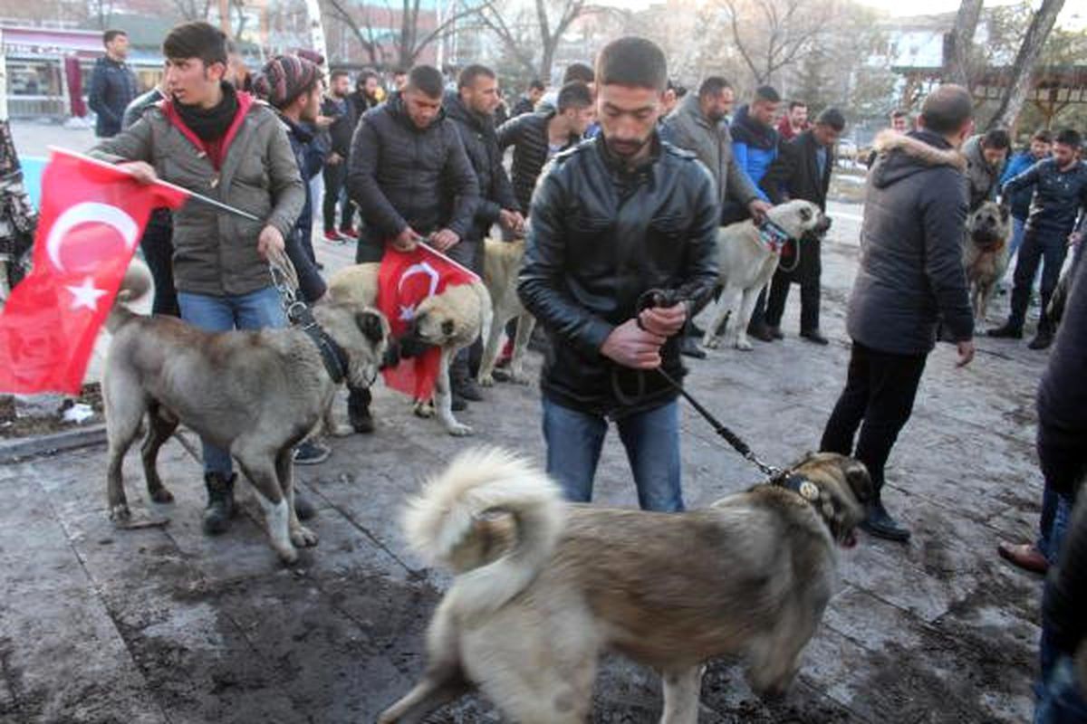 Ardahan\'da Hollanda\'ya Çoban Köpekli Protesto