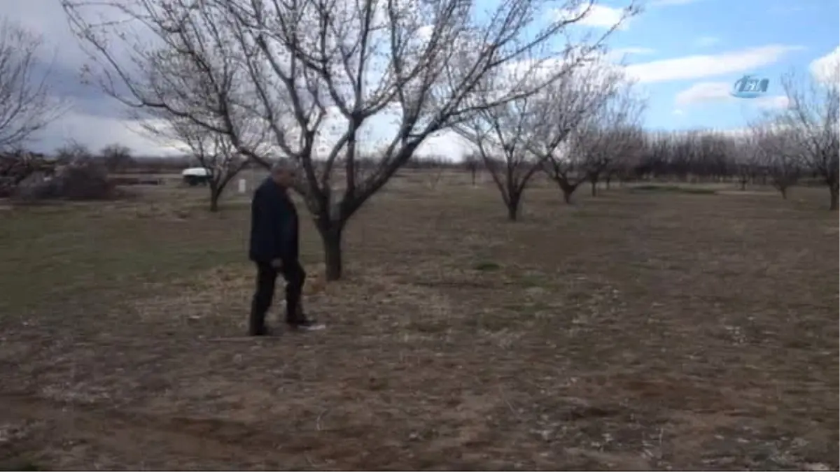 Kayısı Çiçeklendi, Üretici Teyakkuza Geçti