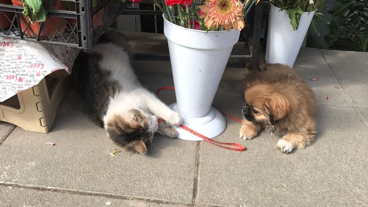 Birbirlerine Düşman Olarak Bilinen Kedi ve Köpeğin Dostluğu