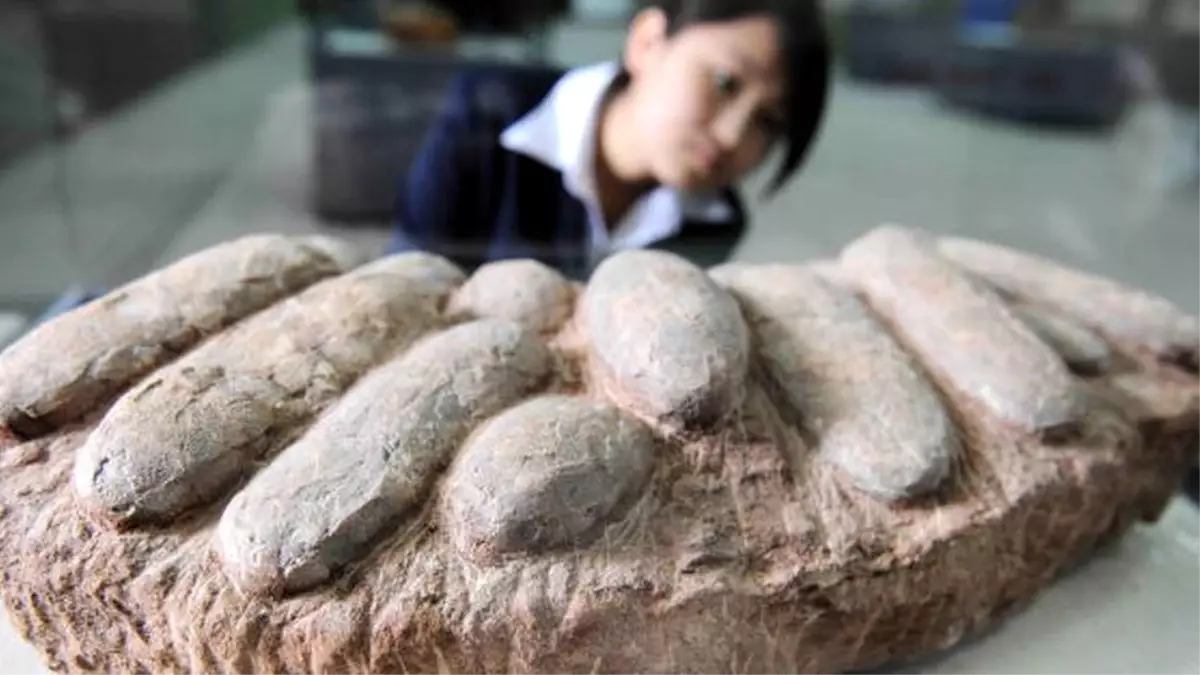 Çin\'de 80 Dinozor Yumurtası Fosili Çalan Kaçakçılar Yakalandı