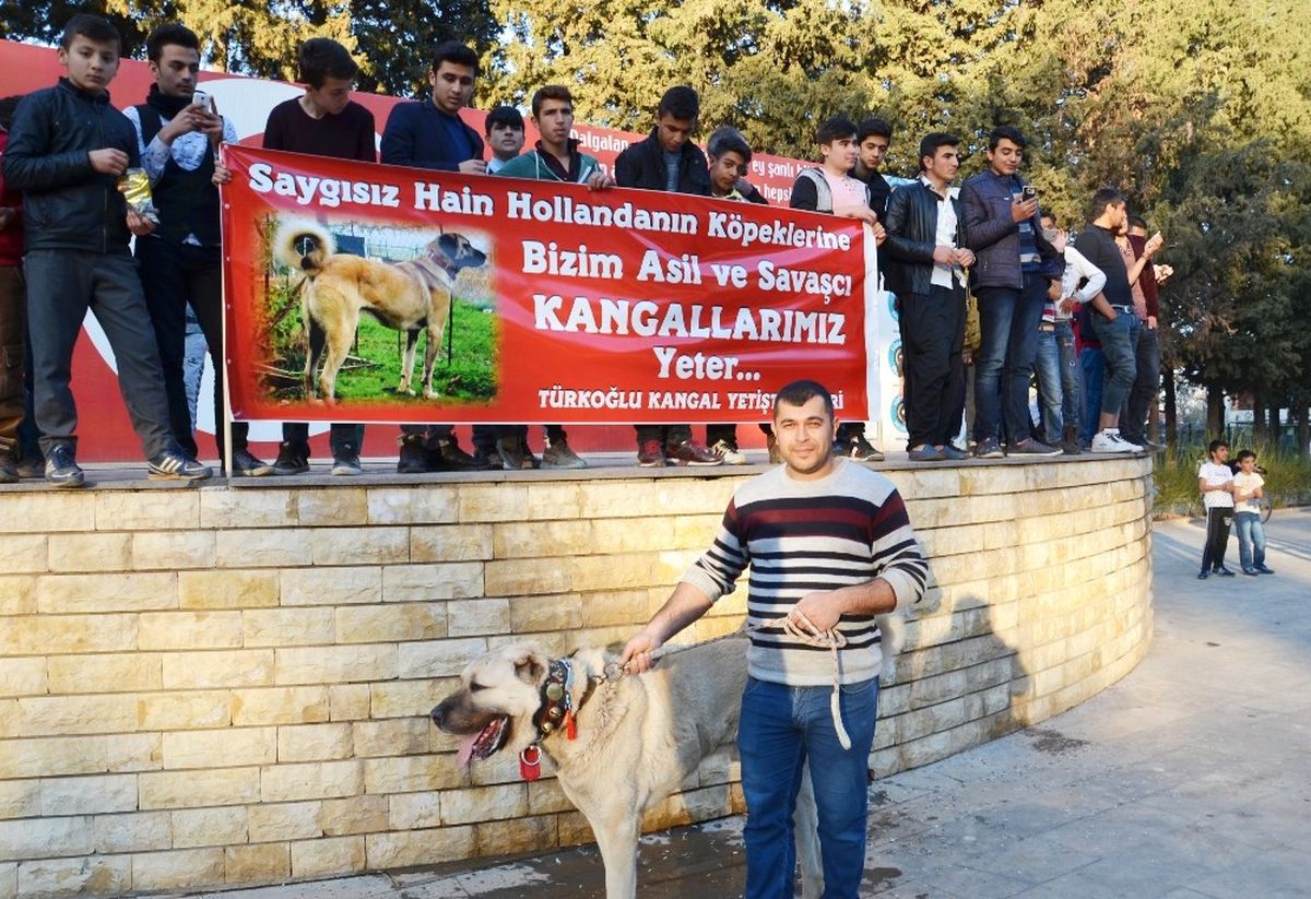 Hollanda\'ya Kangal Köpekli Tepki