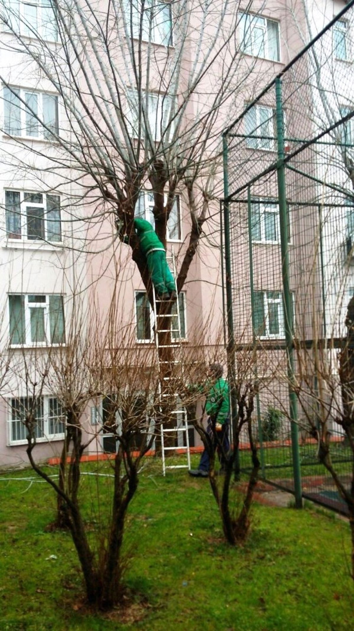 İzmit\'te Ağaç Budama Çalışması