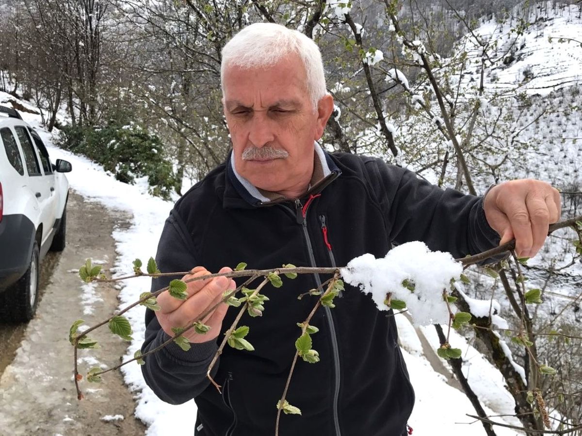 Kar Yağışı Fındığa Yaradı