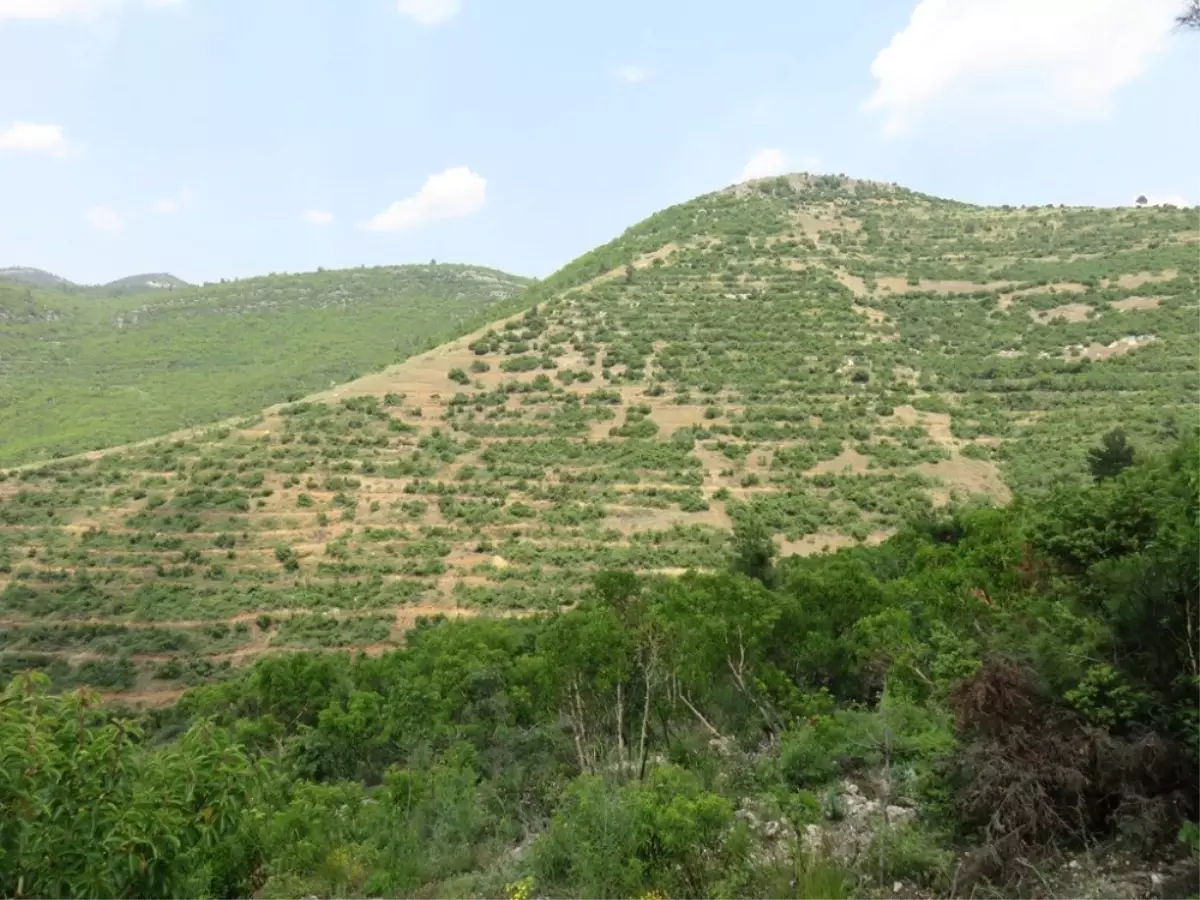 Kayseri\'de 3 Milyon 664 Bin Adet Fidan Toprakla Buluşturuldu