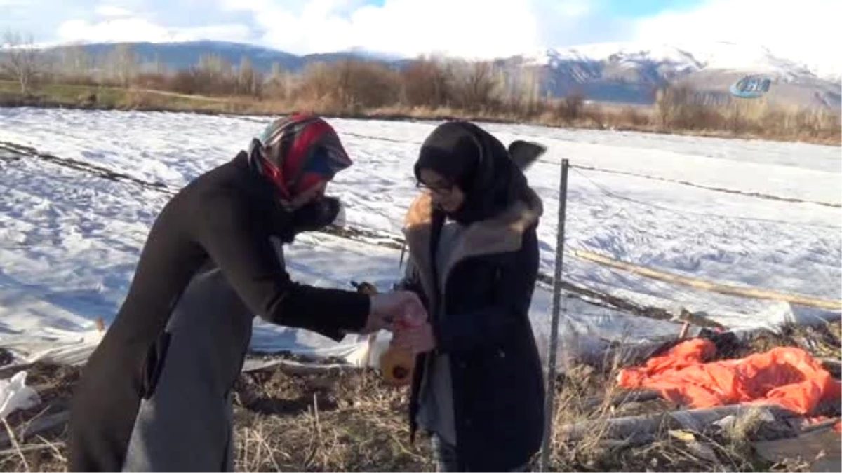 Lise Öğrencisinin Atık Maddeler ile Geliştirdiği Solüsyon Bitkilerin Donmasını Engelliyor