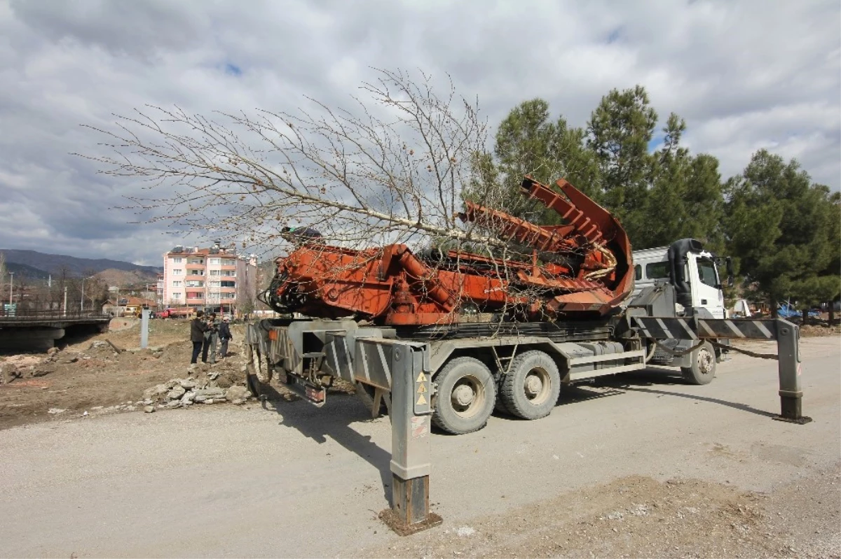 Osmancık\'ta Kızılırmak Sahilindeki Ağaçlar Taşınıyor