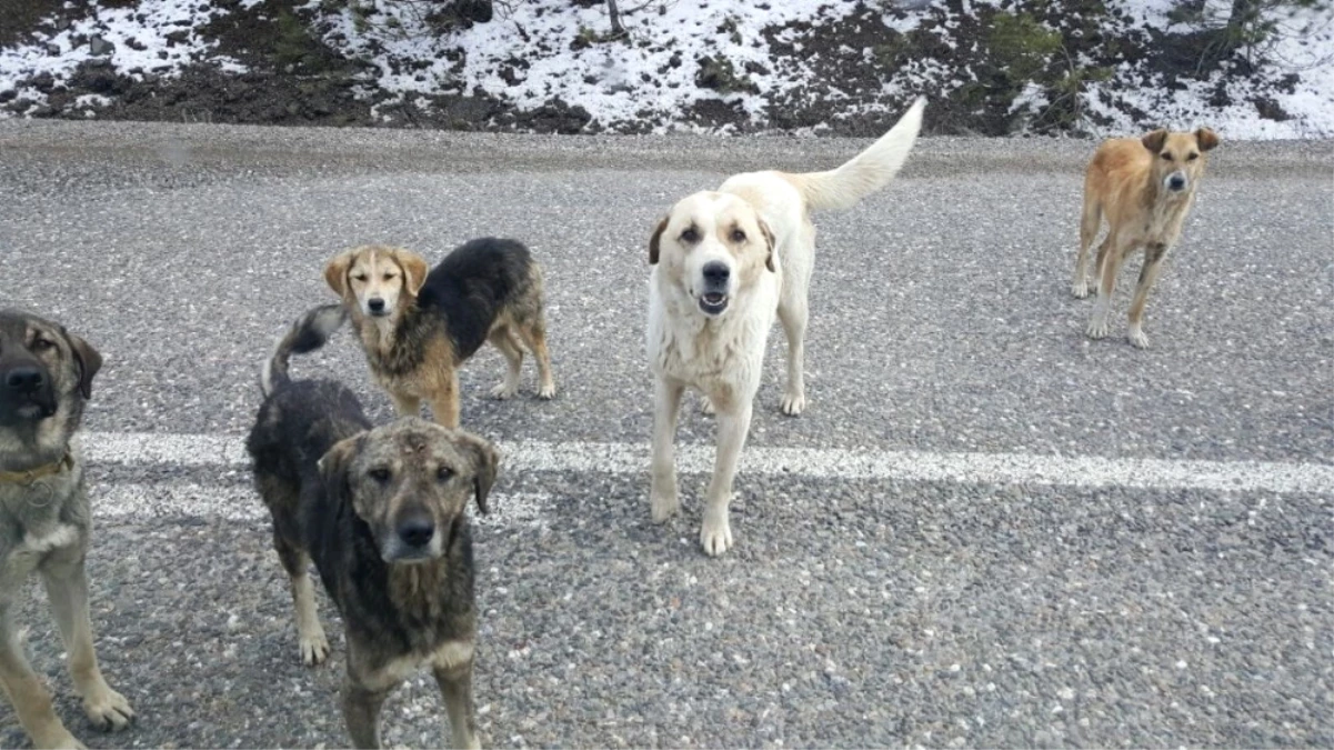 Tosya\'da Başıboş Geçen Sokak Köpekleri, Tehlike Saçıyor