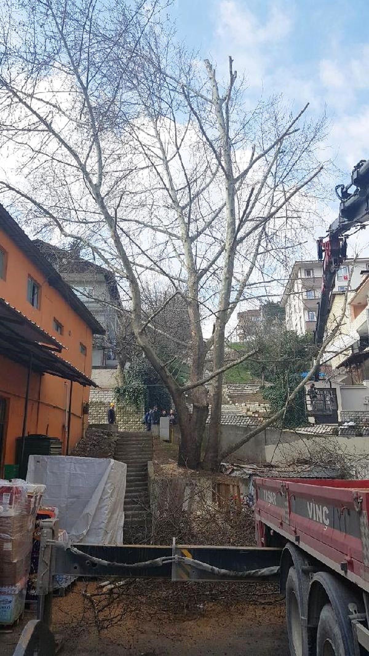 Valilik, Çınar Ağacının Kesimini Durdurdu