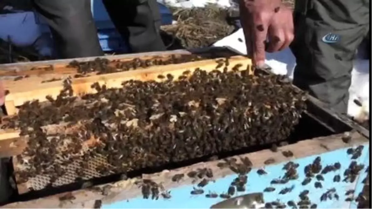 Arıcılıkta Yeni Döneme Kar Altında Kışlatma