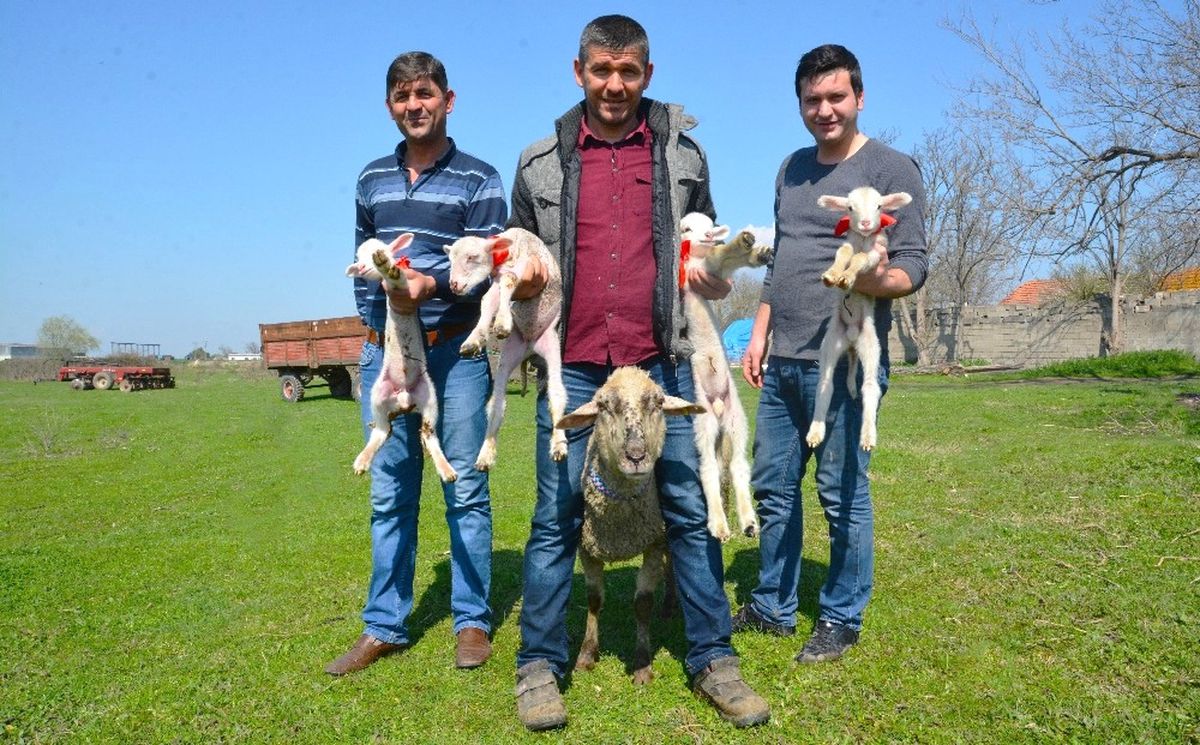 Bursa\'da Bir Koyun Dördüz Doğurdu
