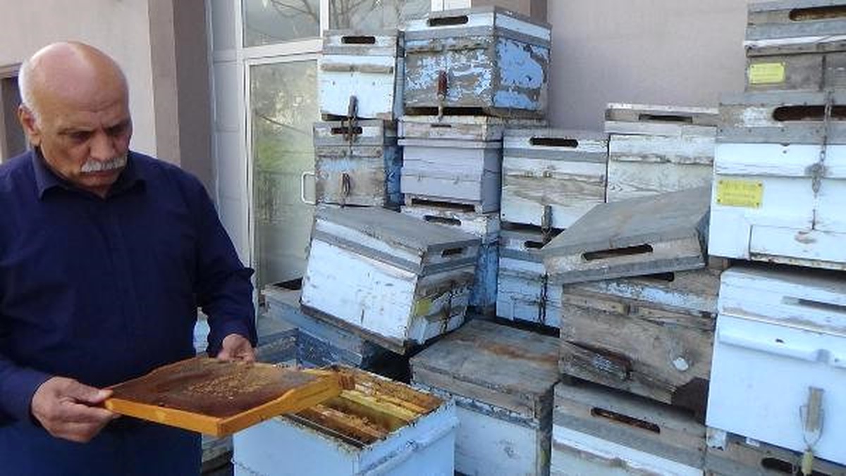 Çukurova\'da Arı Ölümlerinin Nedeni Tarım İlacı