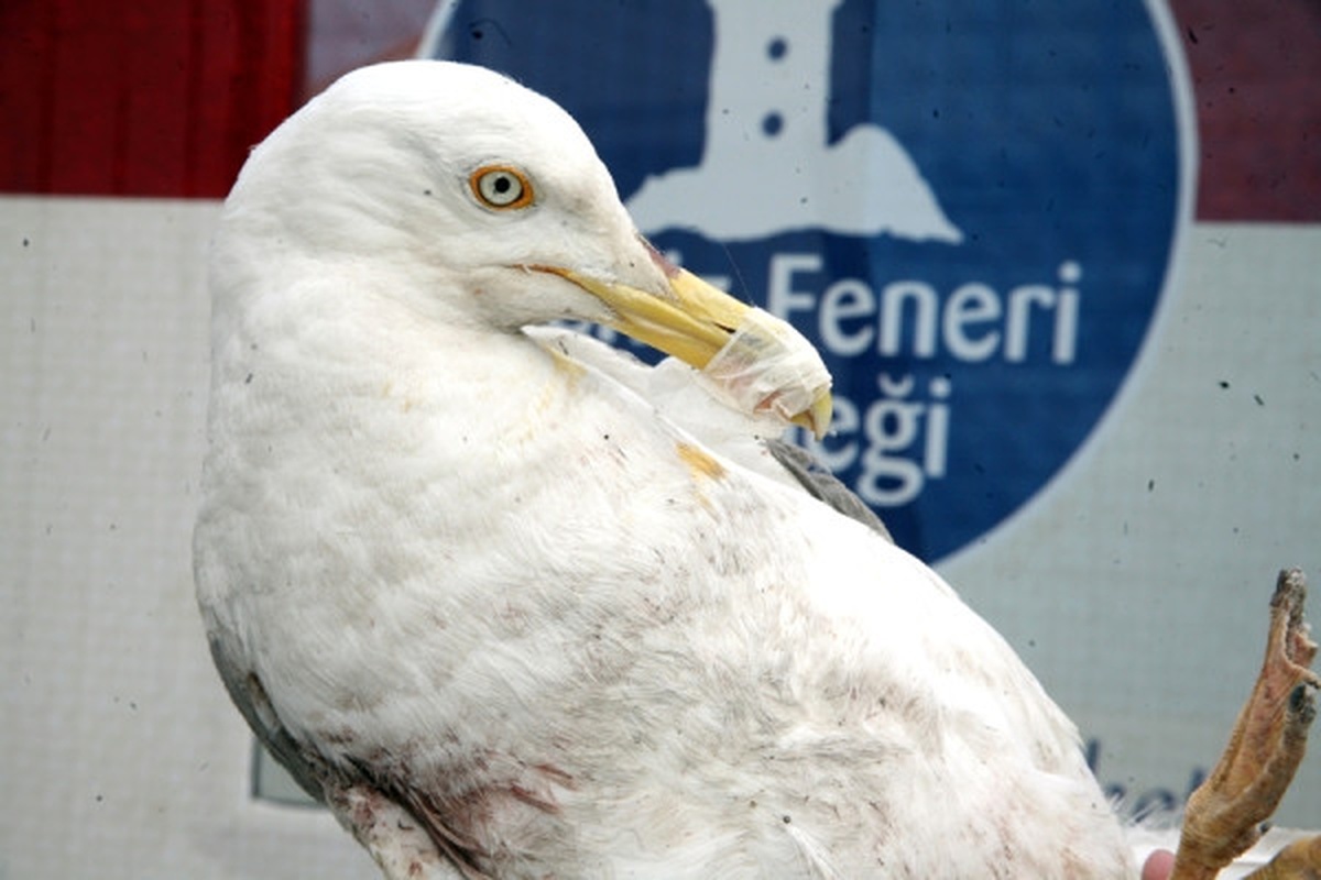 Taksim\'de Kanadı Kırık Martıya Vatandaş Şefkati