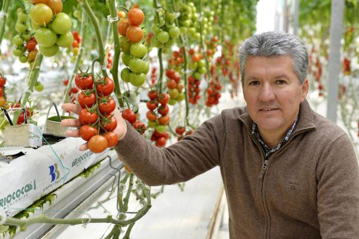 Bu Domatesler Çok Farklı