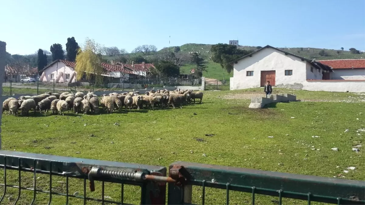 Çobanlara Uygulamalı Eğitim