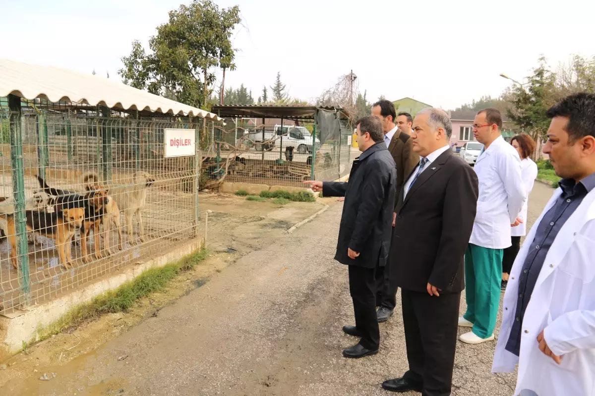 Sahipsiz Dostlar Yeni Yuvalarına Kavuşuyor