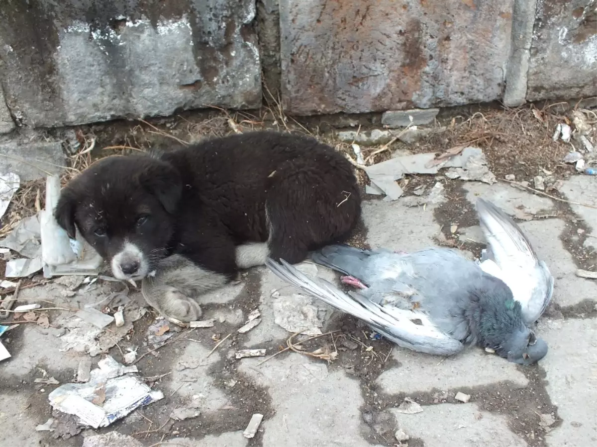 Sokak Köpeği Donan Güvercini Yalnız Bırakmadı