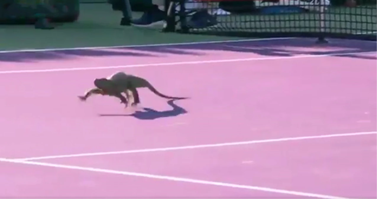 Tenis Kortuna Giren İguana Karşılaşmayı Durdurdu
