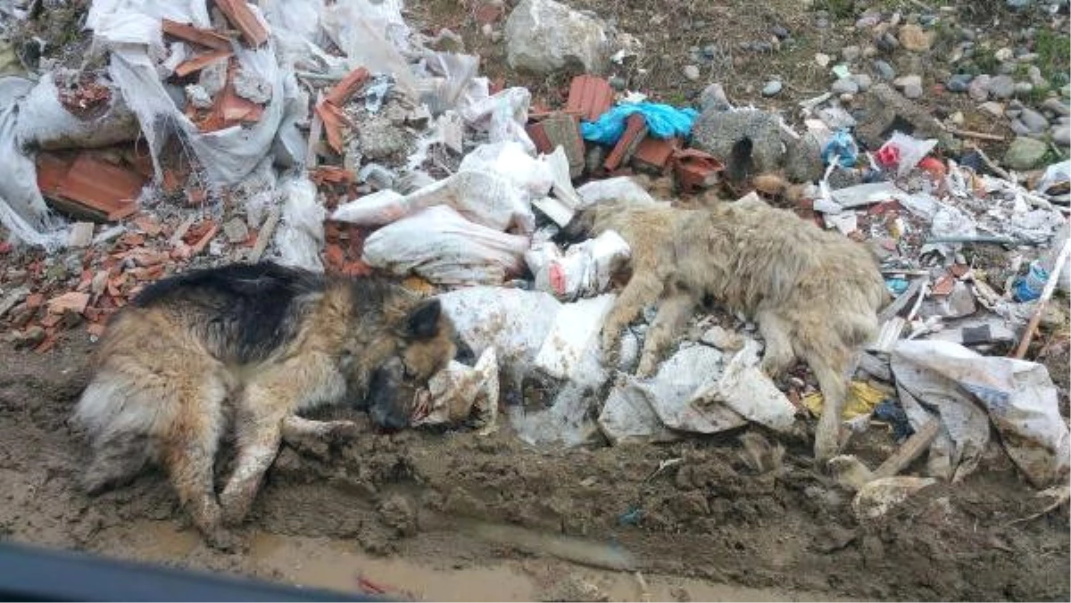 Tirebolu\'da Belediye Köpekleri Zehirledi İddiası