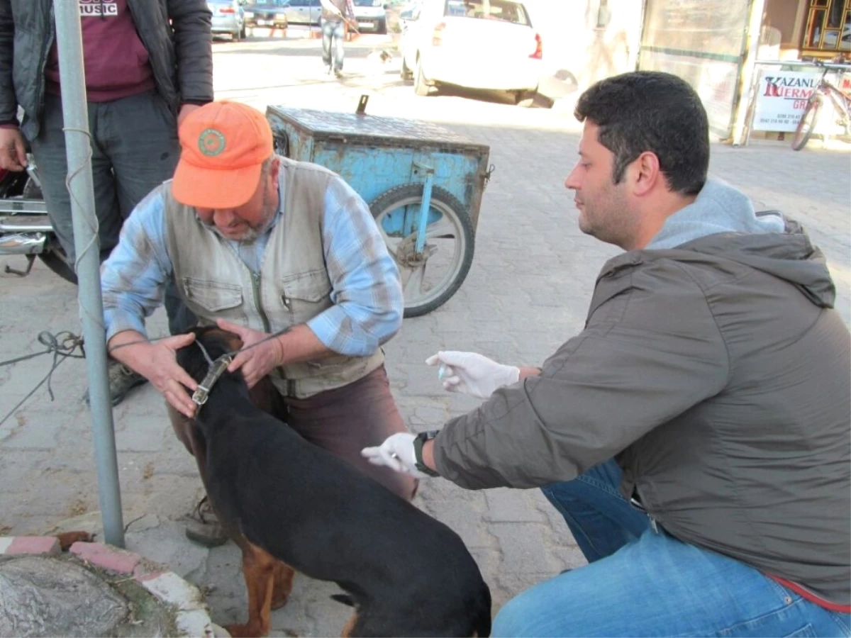 Biga\'da Av Köpekleri Aşılandı