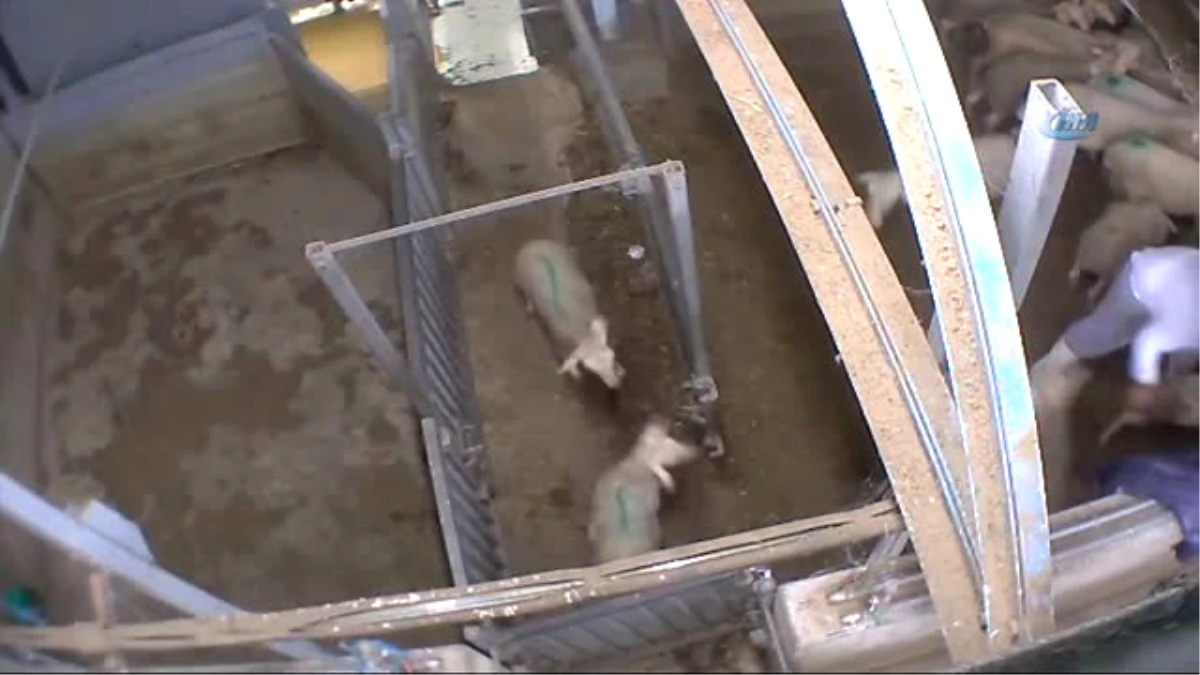 Fransa\'da Kesimhane Çalışanlarına Hayvan İstismarı Cezası