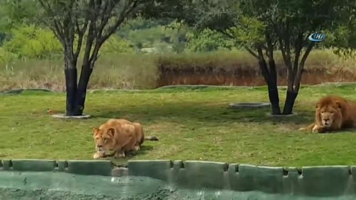Safari Turunda Korku Dolu Dakikalar