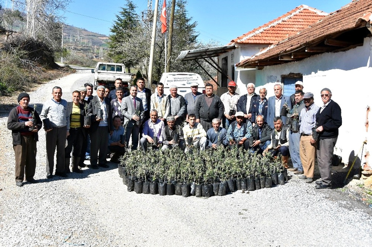 Salihli Belediyesinden Çiftçiye Fidan Desteği