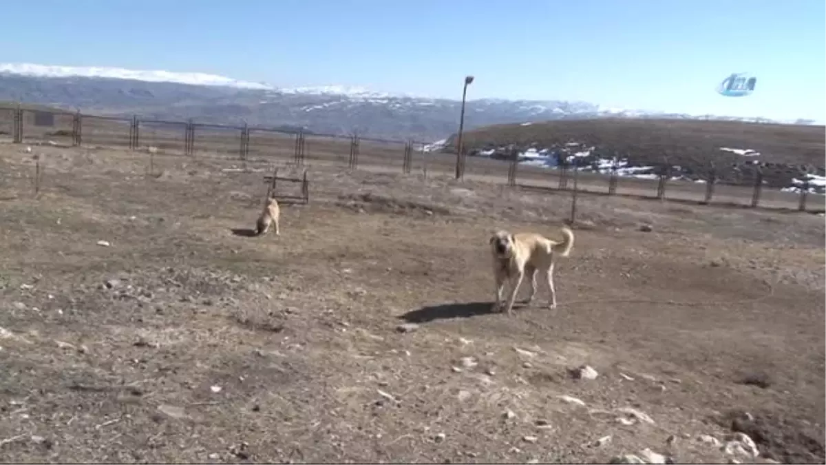 Zengin Arapların Satın Alamadığı Tek Hayvan: Sivas Kangalı