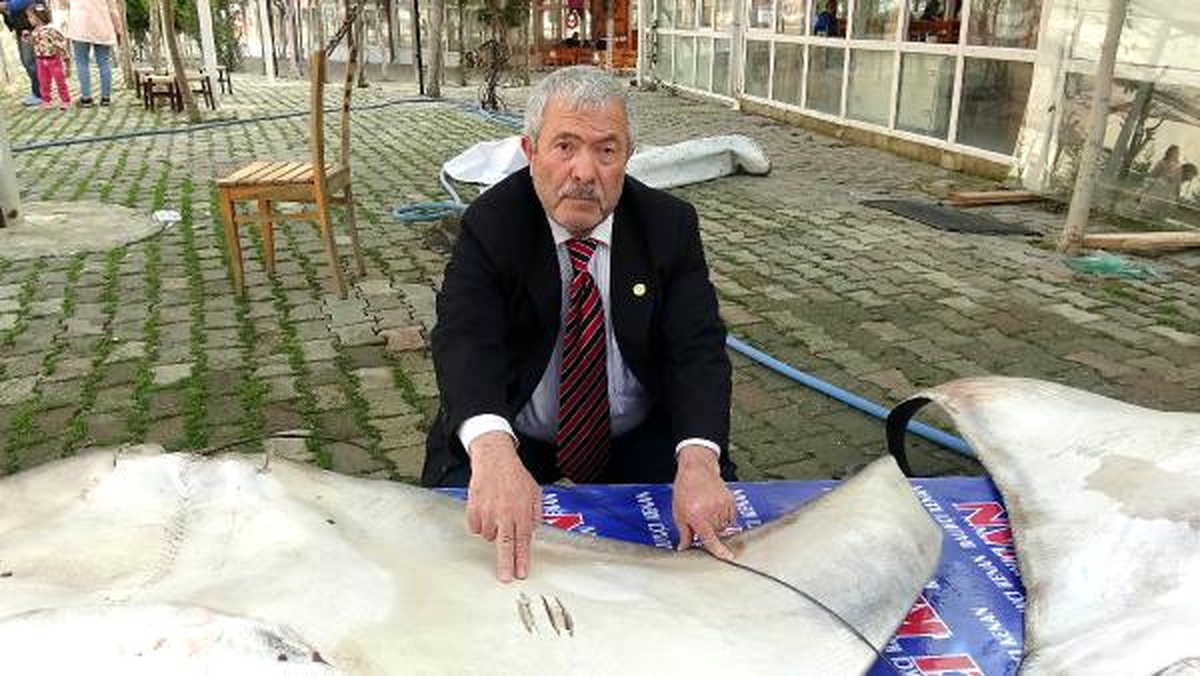 Müzede Sergilenecek Vatozlara Bilimsel İnceleme