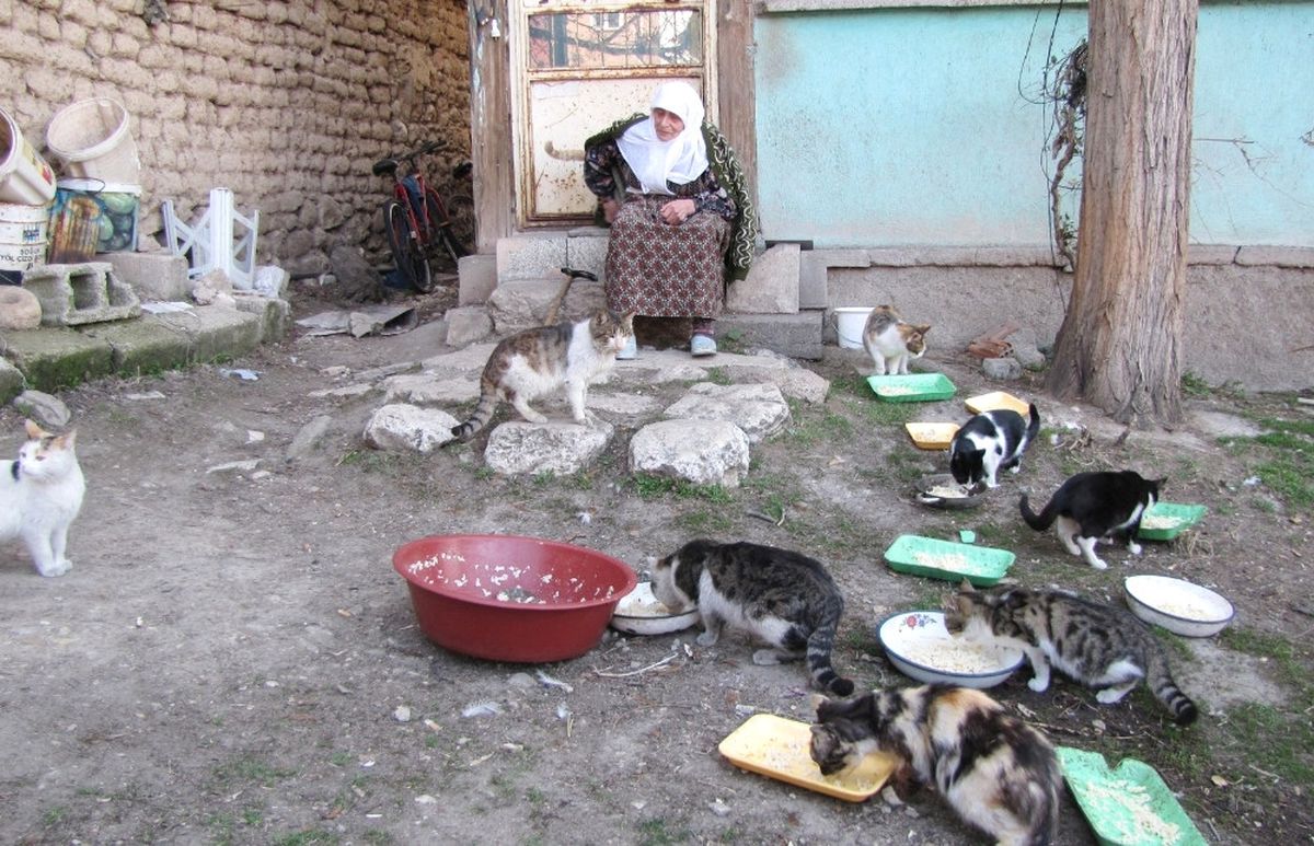 60 Yıldır Sokak Kedilerine Bakıyor