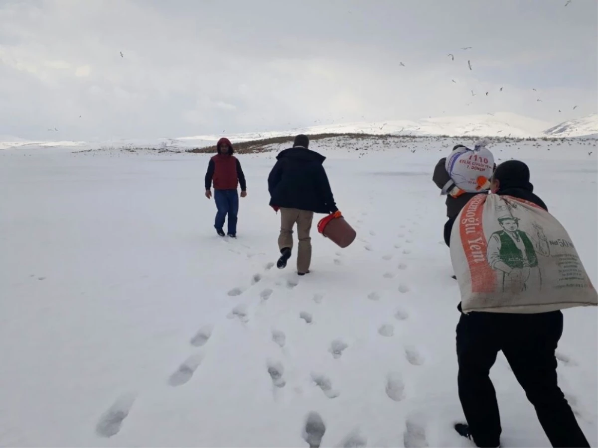 Kars\'ta Yaban Kuşlar İçin Doğaya Yem Bırakıldı