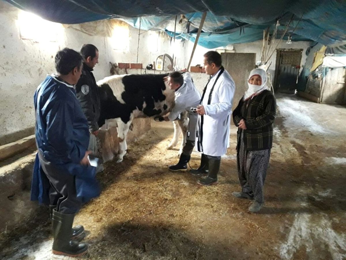 Kırsal Mahallelerdeki Hayvanlar Taramadan Geçiriliyor